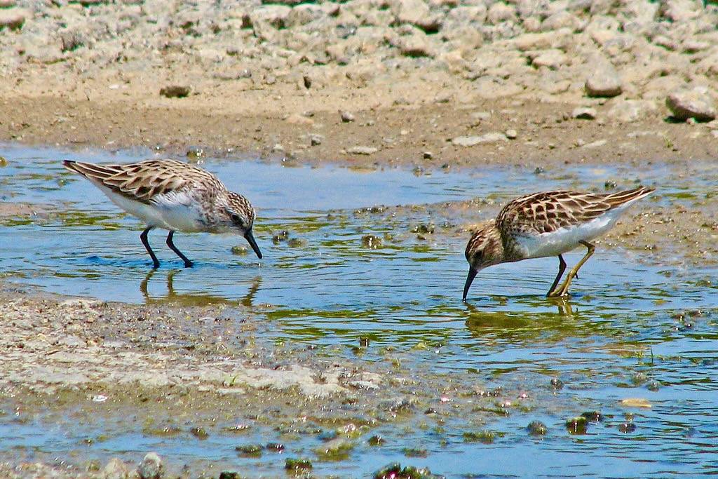 Semipalmated sandpiper & Least sandpiper by Vicki's Nature is licensed under CC BY-NC-ND 2.0.